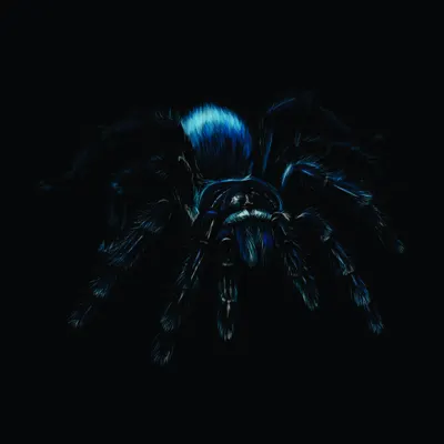 A blue tarantula with glowing azure markings on its carapace, shown against a black background with eight legs spread.