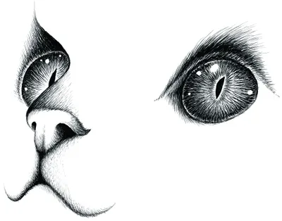 Black ink line drawing showing a cat's head in profile on the left and a detailed close-up of the cat's eye on the right against a white background.