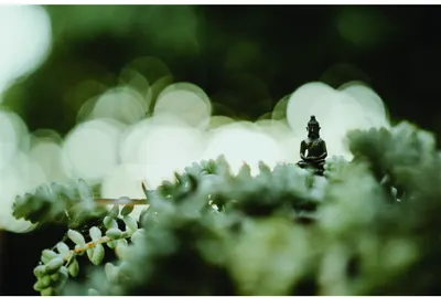 A small black Buddha figurine sits among white flowers and green foliage in soft focus.