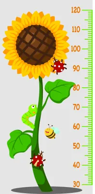 A height measurement chart featuring a tall yellow sunflower with brown centre, green stem and leaves, a green caterpillar climbing the stem, and a yellow and red bee, with a numbered scale from 30 to 120 centimetres.