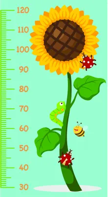 A bright yellow sunflower with brown centre on a pale green background, marked with height measurements from 30 to 120 cm, with a green stem, leaves, a red ladybird and yellow bee.